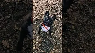 Запальна Дора  #frenchbulldog #travel #dog #park #music