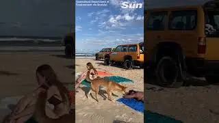 Wild dingo bites sunbather&rsquo;s bottom on Australian beach #shorts
