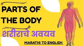 Parts Of The Body|| शरीराचे अवयव मराठी व इंग्रजी मध्ये|| 