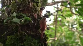 STREAK HEADED WOODCREEPER//(Lepidocolaptes souleyetii)