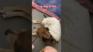 Cooling dog on hot day 41 degrees C