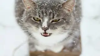 13 Cat Meows Decoded: What Is Fluffy Saying?
