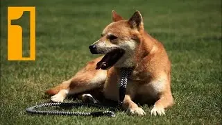【ENG Subtitle】 Korean Jindo Dog Documentary 1/4 - 한국의 명견, 진도개, 진돗개