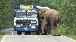 Wild Elephant Roadblock! 🐘🚗 #Elephant #Wildlife #Nature #Roadblock #ElephantlEncounter #Amazing