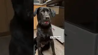 It's Mango 🥭 #dog #funny #memes