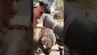 bakri ka bachcha#youtubeshort#train#shortsviral#funny#nature#trending