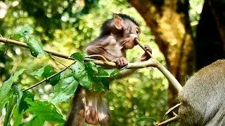 Poor Baby Monkey Timo