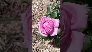 Roses 🌹 at Victoria Park (3), Waimate, New Zealand, Dec 2025 #roses #rosegarden #newzealand