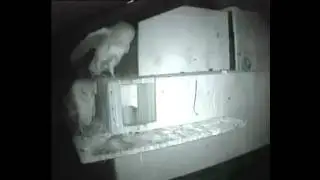 1ste jonge kerkuil vertrekt voor een avond jagen