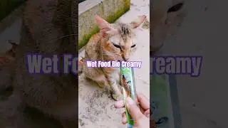 Kucing paling suka makanan basah atau kering? Wet Food dari Bio Creamy kesukaan kucing -Dunia Cindi