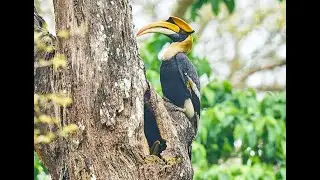 Great Hornbill Male feeding the female in nest, very rare wild footage | Love & commitment for life