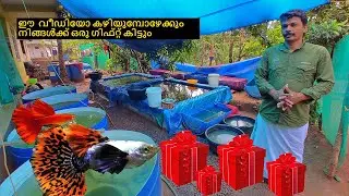 വീണ്ടും ppr ഗപ്പി ഫാർമിൽ എത്തിയപ്പോൾ  |ppr guppy farm malappuram | guppy farm malappuram
