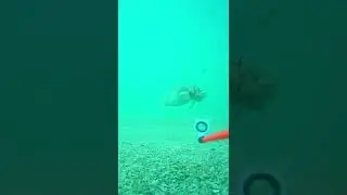 CUTTLEFISH ATTACK SQUIDJIG  #shorts  @dicasdobeja
