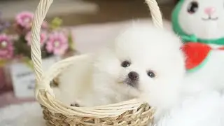 White Fluff Ball Pomeranian Puppy