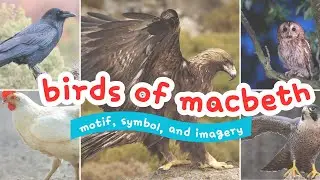 Instantly improve your MACBETH analysis - what's up with the birds?