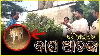 ଚୌଦ୍ୱାର ରେ ବାଘ ଆତଙ୍କ  || Utkal News