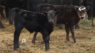Spring Means Calving Time for Ranchers