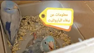 ##معلومات عن تربية ببغاء الباروتليت #الببغاء_القزم +تجربتي ورحلتي مع هذا الببغاء