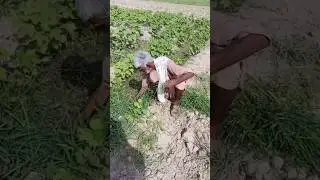 Fields in Sindh | Beautiful fields | Hifa Sindhi | #sindhifamily #villagelife #sindh