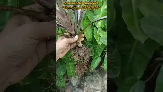 #ornamental pineapple #plants for sales #gardening #indoor plants #outdoor plants #trending #shorts