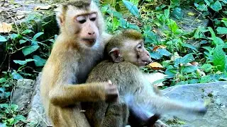 New Update brother Darrel hugs baby Rya he fear monkeys bites
