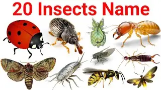 Insects and Bugs Names l Insects name in hindi and english with pictures l Worms and insects name 