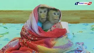Funny Monkey | Adorable Kako Hug Baby Luna And Playing Pillow