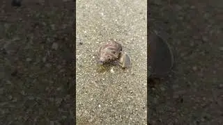 Sea Snail #trending  #seafood #youtube #tuticorin #youtubeshorts #seashell #shorts #ytshorts #viral