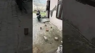 Mukesh kumar -9988640848,8360740130#short #shorts #youtubeshort #youtubechannels #animals #shameless