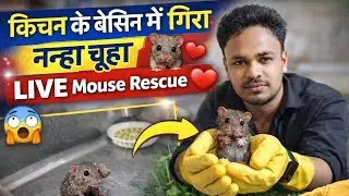 छोटी जान, बड़ी जिम्मेदारी 🐭❤️ | Mouse Rescue in Kitchen Vlog |इंसानियत आज भी जिंदा है ❤️ | Vlog