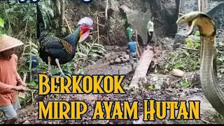 Bunyi Ular Tedung selar berkokok di Situ Derek