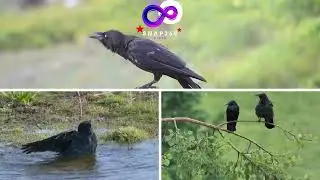 Il corvo che affascina a  snap360 #animals