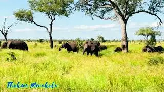 Kruger National Park - Satara