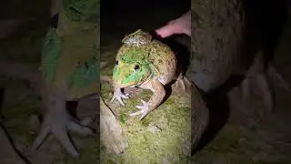 Catching frogs funny viral | funny video frog | Ting Ting frogs funny