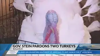 Governor Stein pardons two turkeys ahead of Thanksgiving