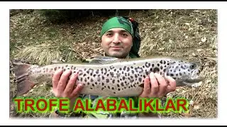 Trofe abanticus alabalıklar(abant alası)