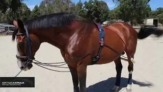 How to Lunge your Horse with Training Aids