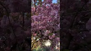 #travelchannel #paris#flowerbloom #beutifullnature #europe #bestofeurope #top10#trending #travel