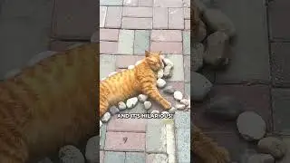 Someone Made An Art Out Of This Sleeping Cat! 😂