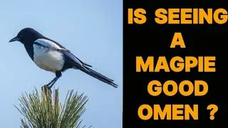 IS SEEING A MAGPIE BIRD GOOD OMEN ?