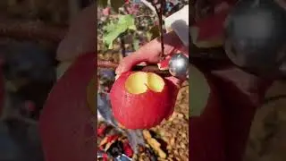 red apple fruits934