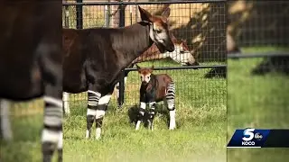 Oklahoma City Zoo announces name of newborn Okapi calf