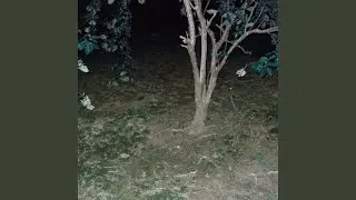 Monster of the Mirimichi