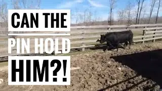 Worming Cattle | Podcast Coming?