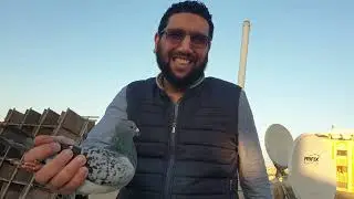 الدكتور زعلان من سباق النقطة الواحده للحمام الزاجل
