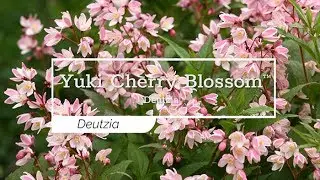 30 Seconds with Yuki Cherry Blossom&trade; Deutzia