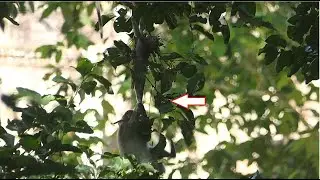 Look So Far From Footage How Delena Drag Baby Monkey Mariel From The Tree?