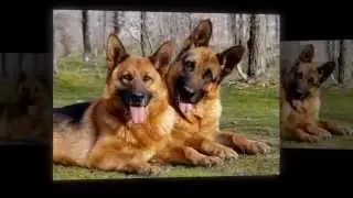 German Shepherd Dog excellent protection .