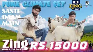 Pune Climate set fully vaccinated Zing Goats in Pune I YK Goat Lover