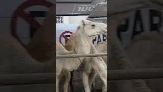 biggest animal in JDC  Qurbani 2024 #cattle market Karachi